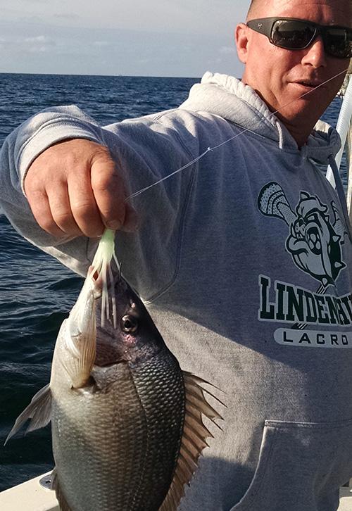 Blackfish Tog Tautog and lots of them off the
                      wrecks and reefs of the south shore of Long
                      Island