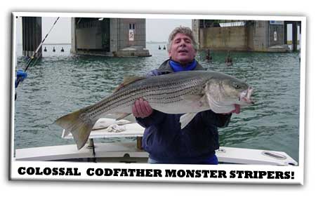 Collossal Striped Bass 3rd Meadowbrook Bridge
                      on the Codfather